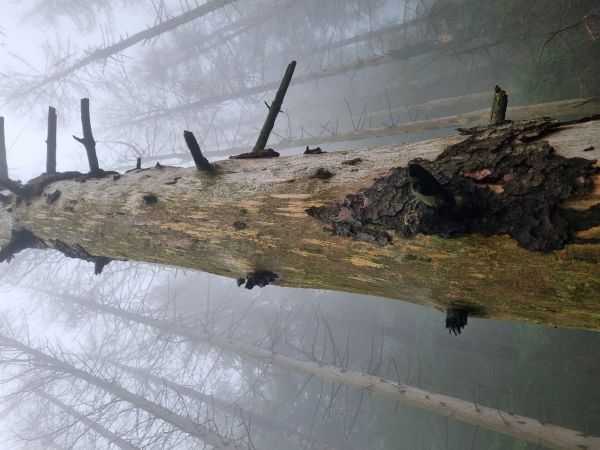 Lykožr&uacute;t smrekov&yacute;