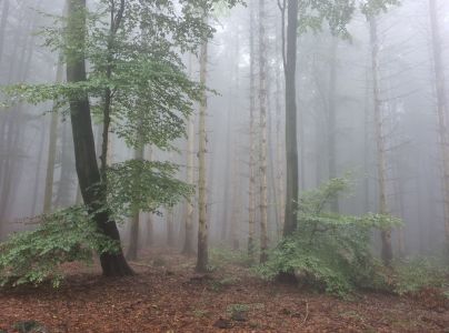 Lykožr&uacute;t smrekov&yacute;