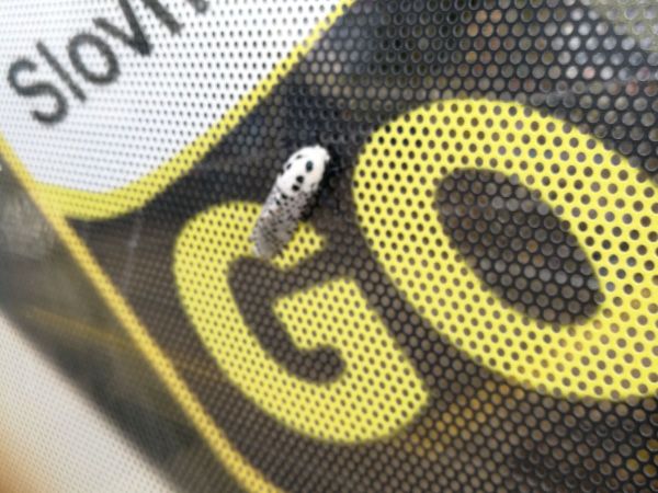 Drevotoč hru&scaron;kov&yacute;