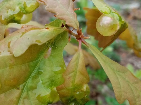 Hrčiarka Neuroterus quercusbaccarum