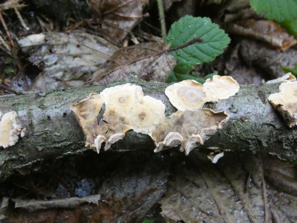 Pevn&iacute;k zvr&aacute;snen&yacute;