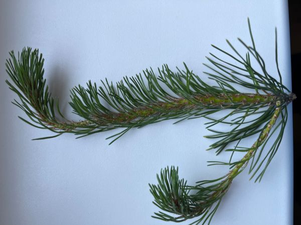 A - nie je v datab&aacute;ze