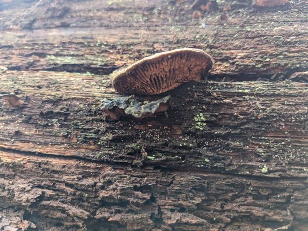 Sieťkovec dubov&yacute;