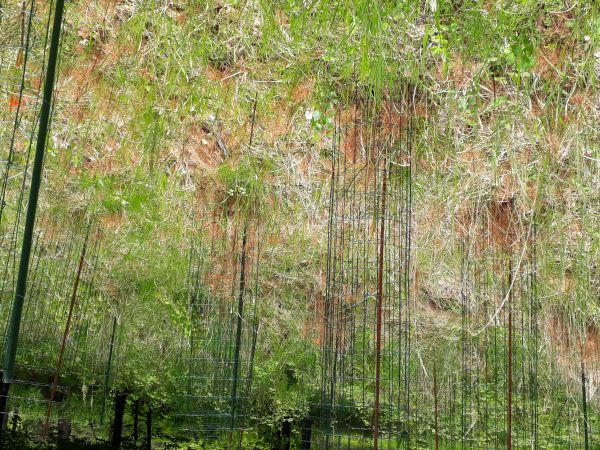 Sypavka borov&aacute;