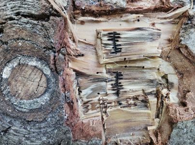 Drevokaz čiarkovan&yacute;