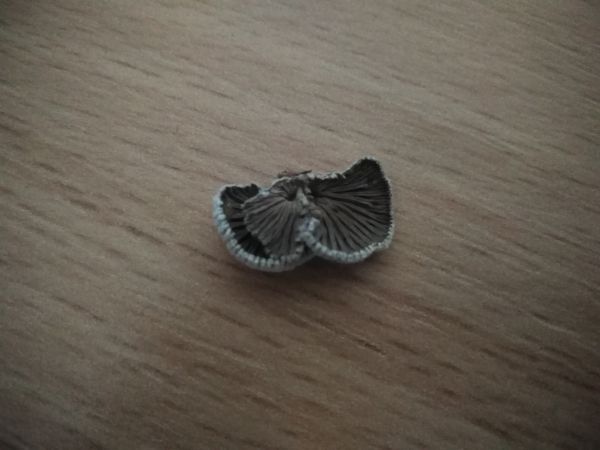 Klanolupeňovka obyčajn&aacute;