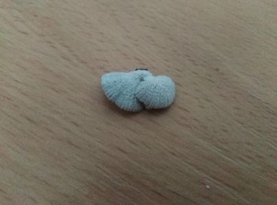 Klanolupeňovka obyčajn&aacute;