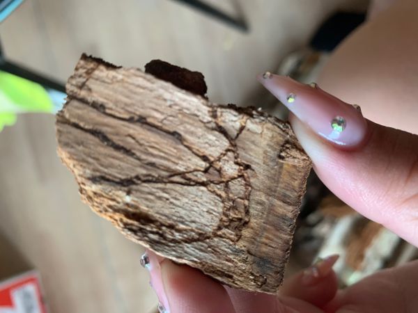 Krasoň dvoj&scaron;kvrnn&yacute;