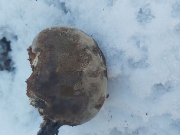 Pr&aacute;chnovec kopytovit&yacute;