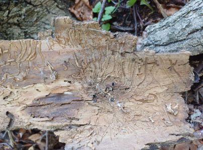 Lykokaz zrnit&yacute;