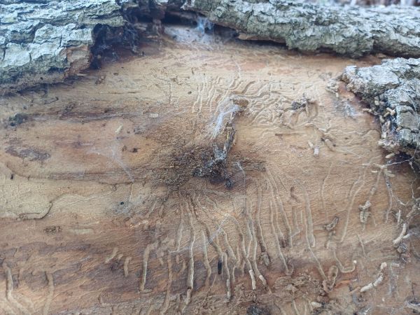 Lykokaz zrnit&yacute;