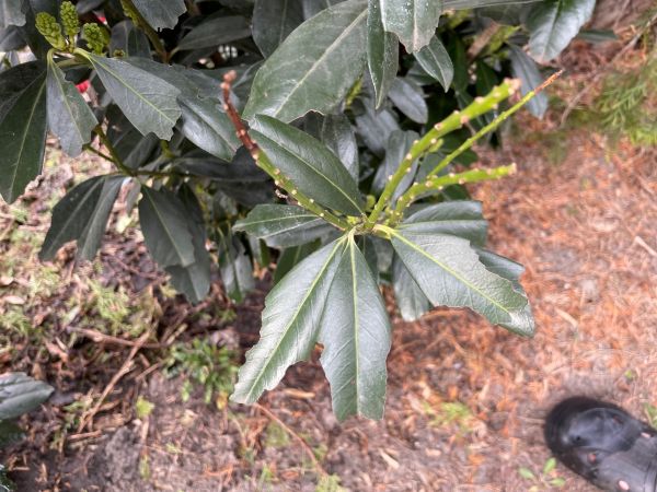 Nos&aacute;nik ryhovan&yacute;