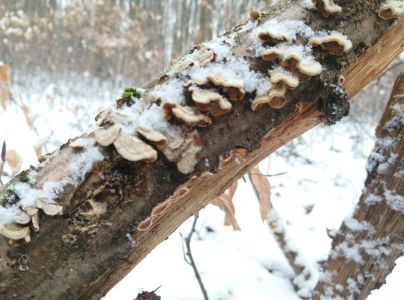 Lupeňovka brezov&aacute;