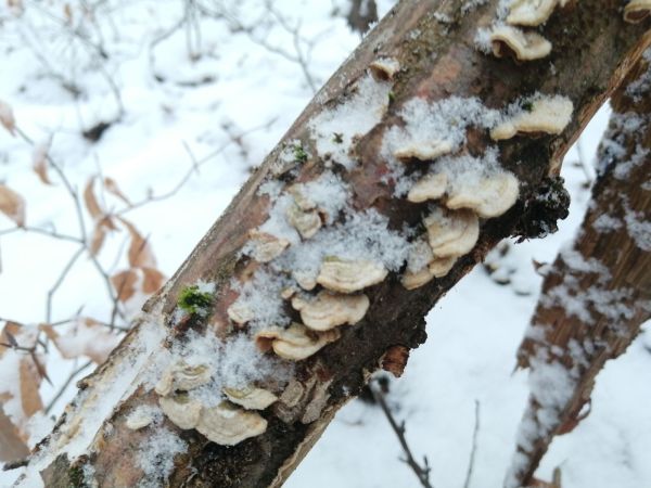 Lupeňovka brezov&aacute;