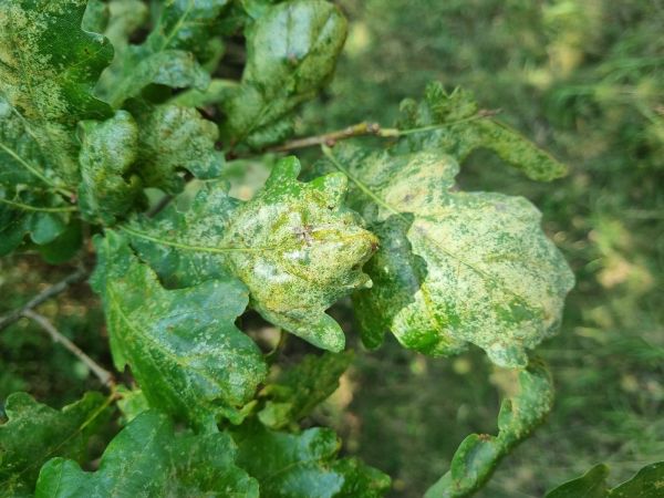 Sietnička dubov&aacute;