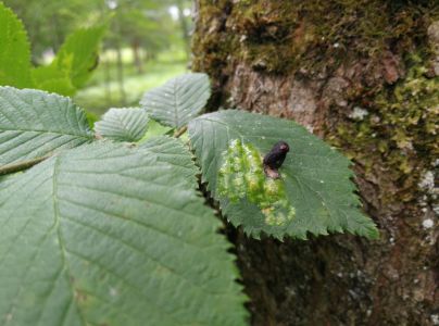 Vlnačka hladk&aacute;