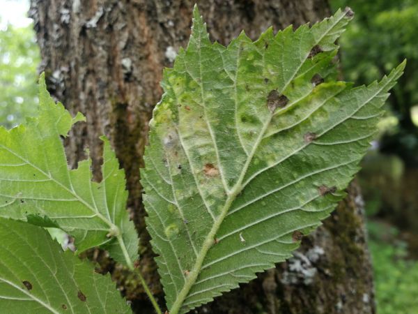 Vlnačka hladk&aacute;