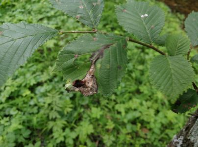 Vlnačka hladk&aacute;