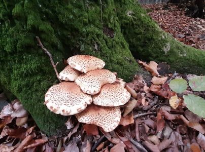 &Scaron;upinovka &scaron;upinat&aacute;