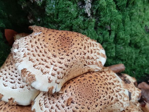 &Scaron;upinovka &scaron;upinat&aacute;