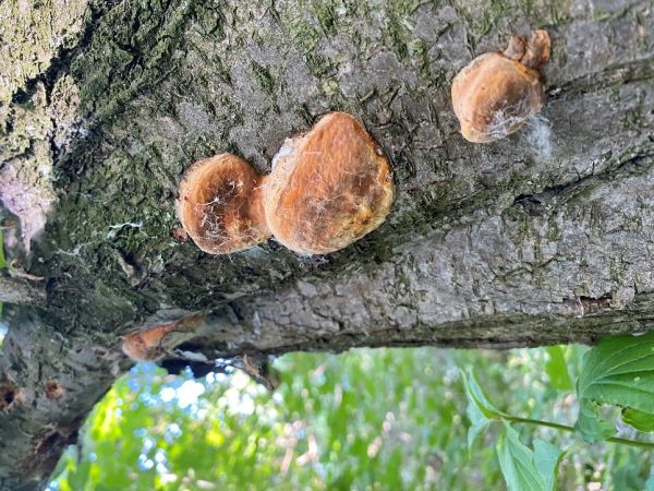 Ohňovec slivkov&yacute;