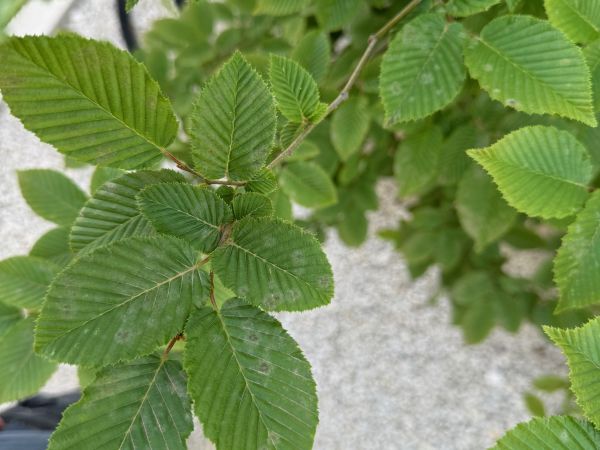 A - nie je v datab&aacute;ze