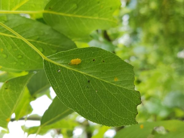 A - nie je v datab&aacute;ze