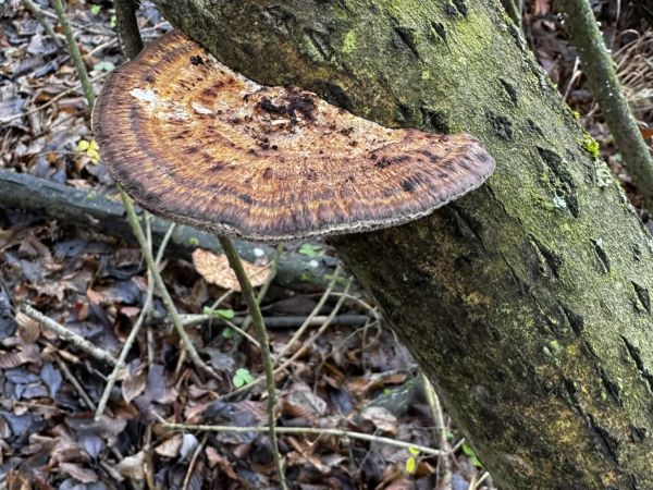 Sieťkovček červenkast&yacute;