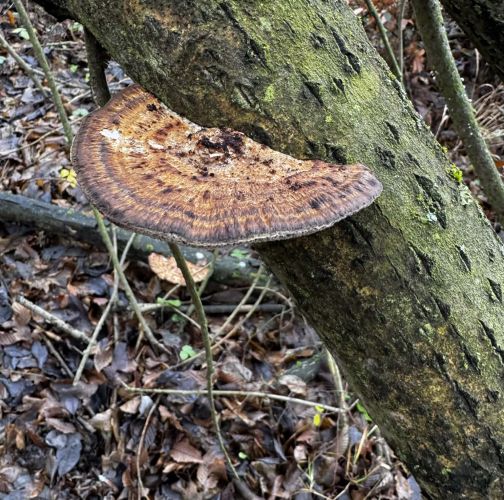 Slávka Chrachalová