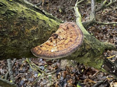 Sieťkovček červenkast&yacute;