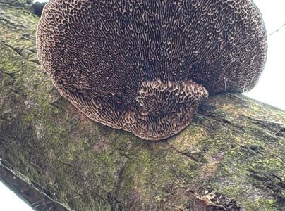 Sieťkovček červenkast&yacute;