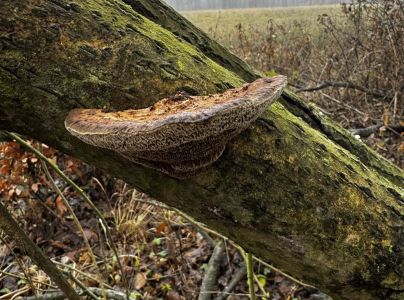 Sieťkovček červenkast&yacute;