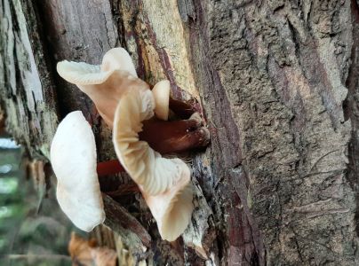 A - nie je v datab&aacute;ze