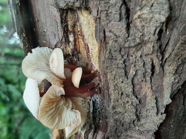 A - nie je v datab&aacute;ze