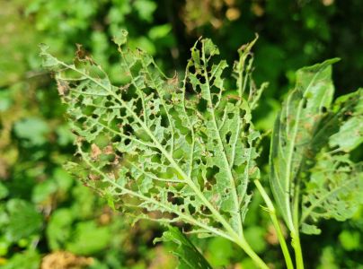 V&aacute;havec Pyrrhalta viburni 