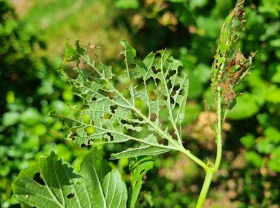 V&aacute;havec Pyrrhalta viburni 