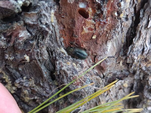 Krasoň modr&yacute;