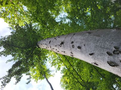 A - nejednoznačne určen&yacute;, nie sme si ist&iacute;