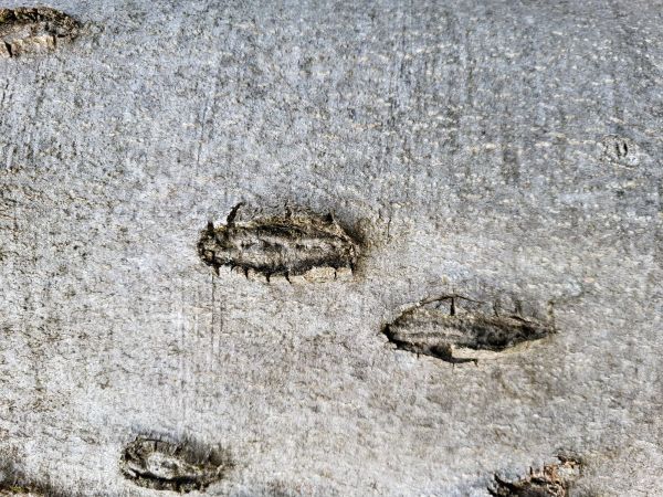 A - nejednoznačne určen&yacute;, nie sme si ist&iacute;