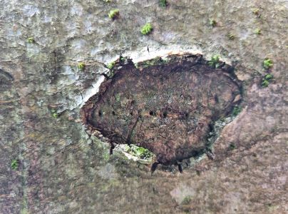 A - nejednoznačne určen&yacute;, nie sme si ist&iacute;