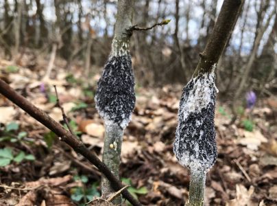 A - nejednoznačne určen&yacute;, nie sme si ist&iacute;