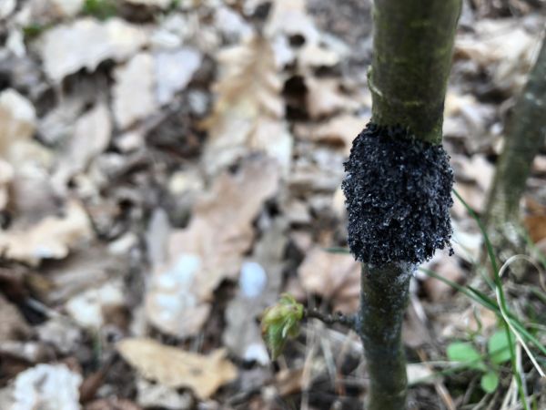 A - nejednoznačne určen&yacute;, nie sme si ist&iacute;