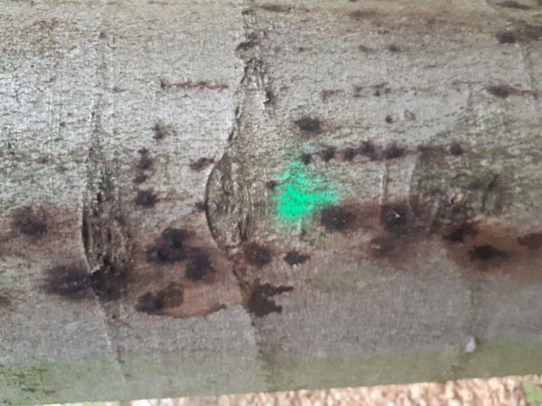 Lykožr&uacute;t bukov&yacute;