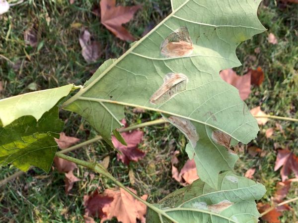 Plosk&aacute;čik platanov&yacute;