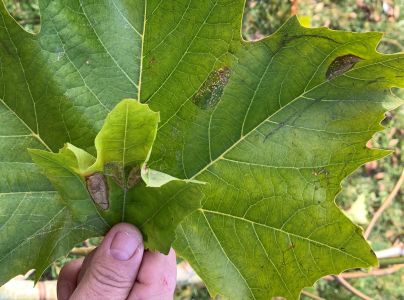 Plosk&aacute;čik platanov&yacute;