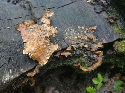 Pevn&iacute;k chlpat&yacute;