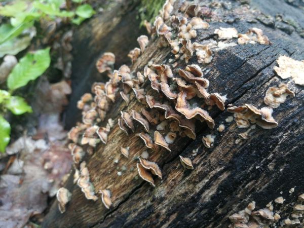 Pevn&iacute;k chlpat&yacute;