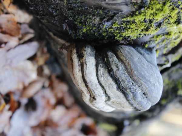 Pr&aacute;chnovec kopytovit&yacute;