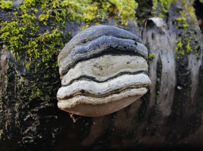 Pr&aacute;chnovec kopytovit&yacute;