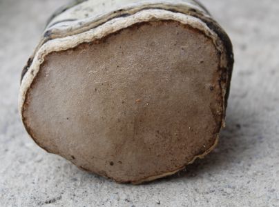 Pr&aacute;chnovec kopytovit&yacute;